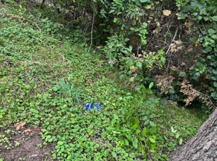 Bush Trimming by Marquion Wright for Doug u. in Kansas City, MO