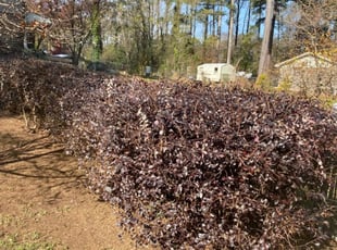 Bush Trimming by Joshua Sample for Ann V. in Lilburn, GA