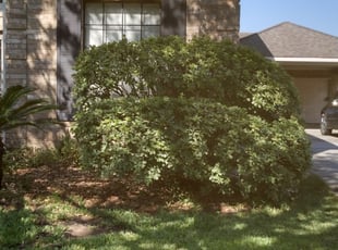 Bush Trimming by Kimberly Gonzales-Franco for Sandy B. in Houston, TX
