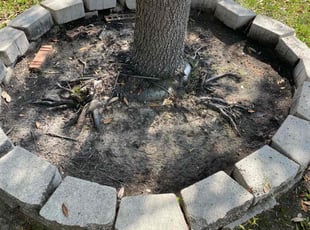Weeding by Domingo Rosas for Terrance C. in Houston, TX