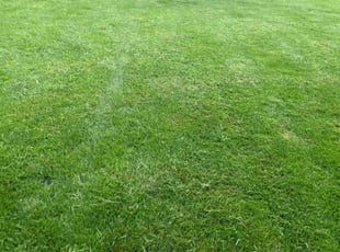 Kathy S.'s Lawn Mowing service result