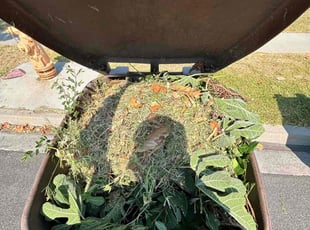 Bush Trimming by Oscar Avelar for Bruce A. in Garden Grove, CA