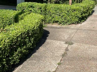Bush Trimming by Herschell Bradley for Adam P. in Tallahassee, FL