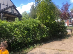 Bush Trimming by Dorrell Colbert for Linda S. in Pittsburgh, PA