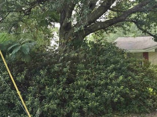 Bush Trimming by Ribeiro Martinez for Joy D. in Slidell, LA