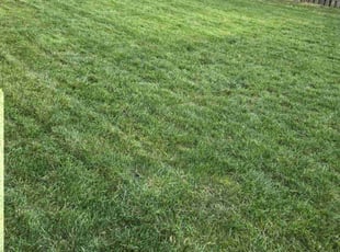 Kevin D.'s Lawn Maintenance service result