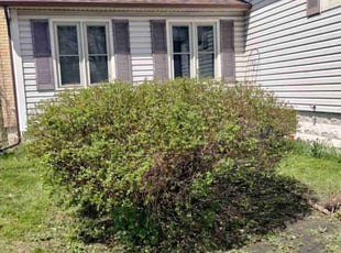 Bush Trimming by Joseph Schmidt for Sue F. in Milwaukee, WI