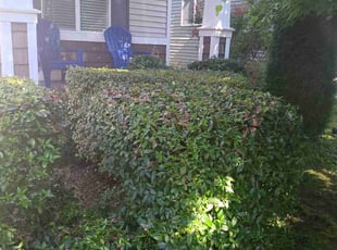 Bush Trimming by Robert Martin for Erin T. in Redmond, WA