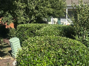 Bush Trimming by Naji Robinson for Jackie W. in Anderson, SC