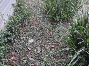 Weeding by Robert nealy for Keith H. in Tallahassee, FL