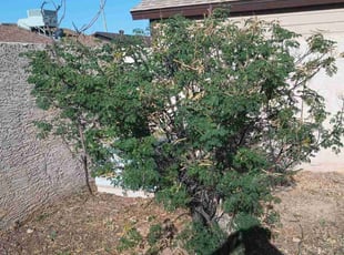 Bush Trimming by Juan Carlos Laurean Lozoya for Debra G. in Glendale, AZ