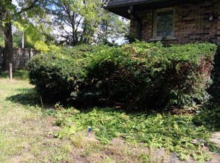 Bush Trimming by Josh Mattaliano for Tim W. in Orland Park, IL