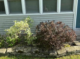 Bush Trimming by Matt Meicher for Felica W. in Madison, WI
