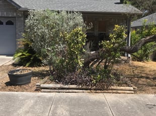 Bush Trimming by Daniel Mora for Marggi M. in Schertz, TX