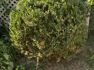Bush Trimming by Edgar Elmore for Laura T. in Washington, DC