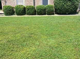 Bush Trimming by Macniff Mcdonald for Justin H. in Mason, OH