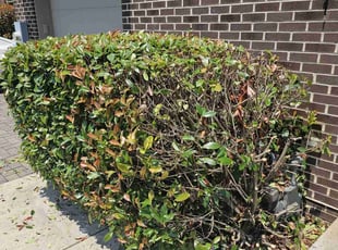 Bush Trimming by Artavius Clark for Curtis N. in Washington, DC