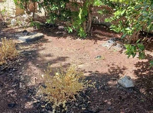 Leaf Removal by Mark Enriquez for Larry C. in Haslet, TX