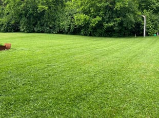 Dylan G.'s Yard Cutting service result