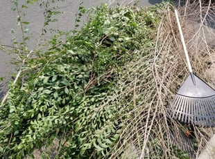 Bush Trimming by Chad Jensen for Linda D. in Colorado Springs, CO