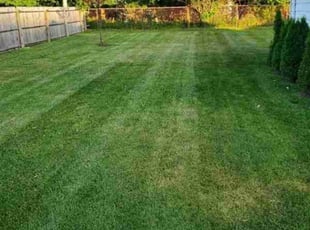 Nicholas P.'s Lawn Mowing service result