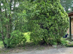 Bush Trimming by James Abernathy for Betty E. in Cincinnati, OH