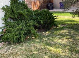 Bush Trimming by Martin Elias for Kevin B. in Denver, CO