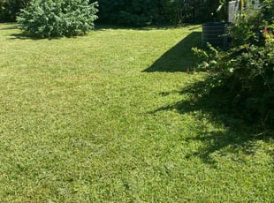 Sontia r.'s Lawn Mowing service result