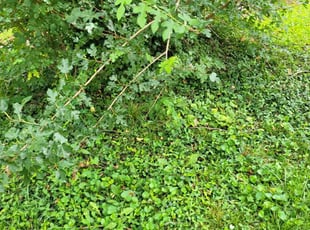 Bush Trimming by Cameron Lewis for Joseph B. in Kansas City, MO