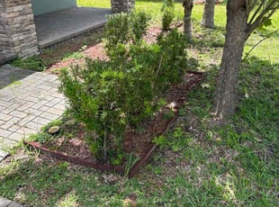 Bush Trimming by Corey Johnson for Ross Z. in Riverview, FL