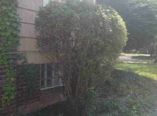 Bush Trimming by Elizabeth Williams for Misha B. in Cleveland Heights, OH