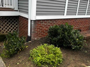 Bush Trimming by Angel P. for Harika C. in Arlington, VA