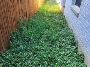Cleanups by Jason Westgor for Forrest A. in San Antonio, TX