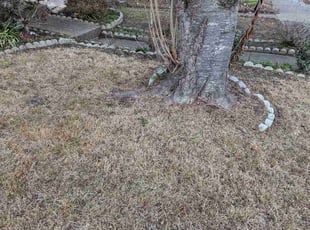 Leaf Removal by Roscoe Carr for Liz P. in Woodbridge, VA