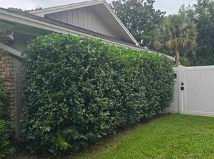 Bush Trimming by Milynel Burgos for Kerrie H. in Winter Park, FL