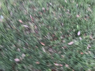 Weeding by James Landes for kemi I. in Mansfield, TX
