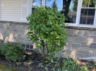 Bush Trimming by David Bowen for Meg R. in Syracuse, NY