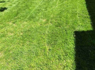 Timothy J.'s Yard Cutting service result