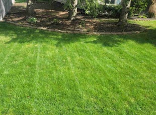 Susan S.'s Grass Cutting service result
