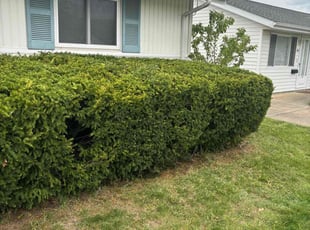 Bush Trimming by Jay Baker for Dana G. in Sheffield Lake, OH