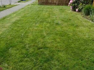 Dewitte B.'s Lawn Service service result