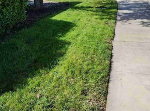 Andre W.'s Lawn Mowing Service service result