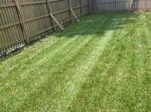 Dyshaundra D.'s Lawn Mowing service result