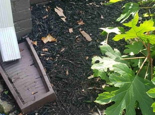 Weeding by Bryan Osment for B P. in Spartanburg, SC