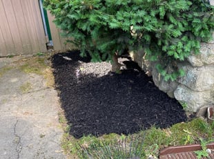 Mulching by Percy Esteban Perez for Paul F. in Westwood, MA