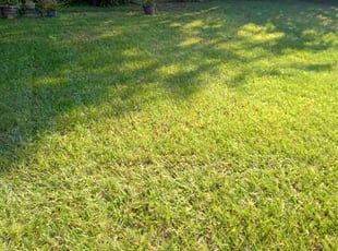 Gwen C.'s Lawn Mowing Service service result