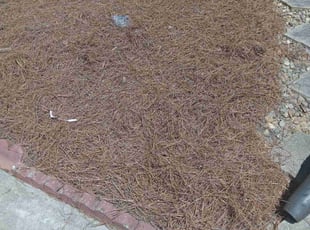 Weeding by Jason Aycoth for Mark M. in Waxhaw, NC