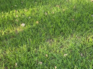 Lynn S.'s Lawn Care service result
