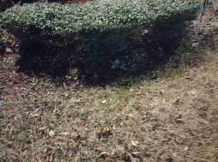 Bush Trimming by Daniel Rider for Rene H. in Fate, TX