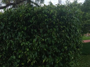 Bush Trimming by John Hernandez for Daisy C. in Miami, FL